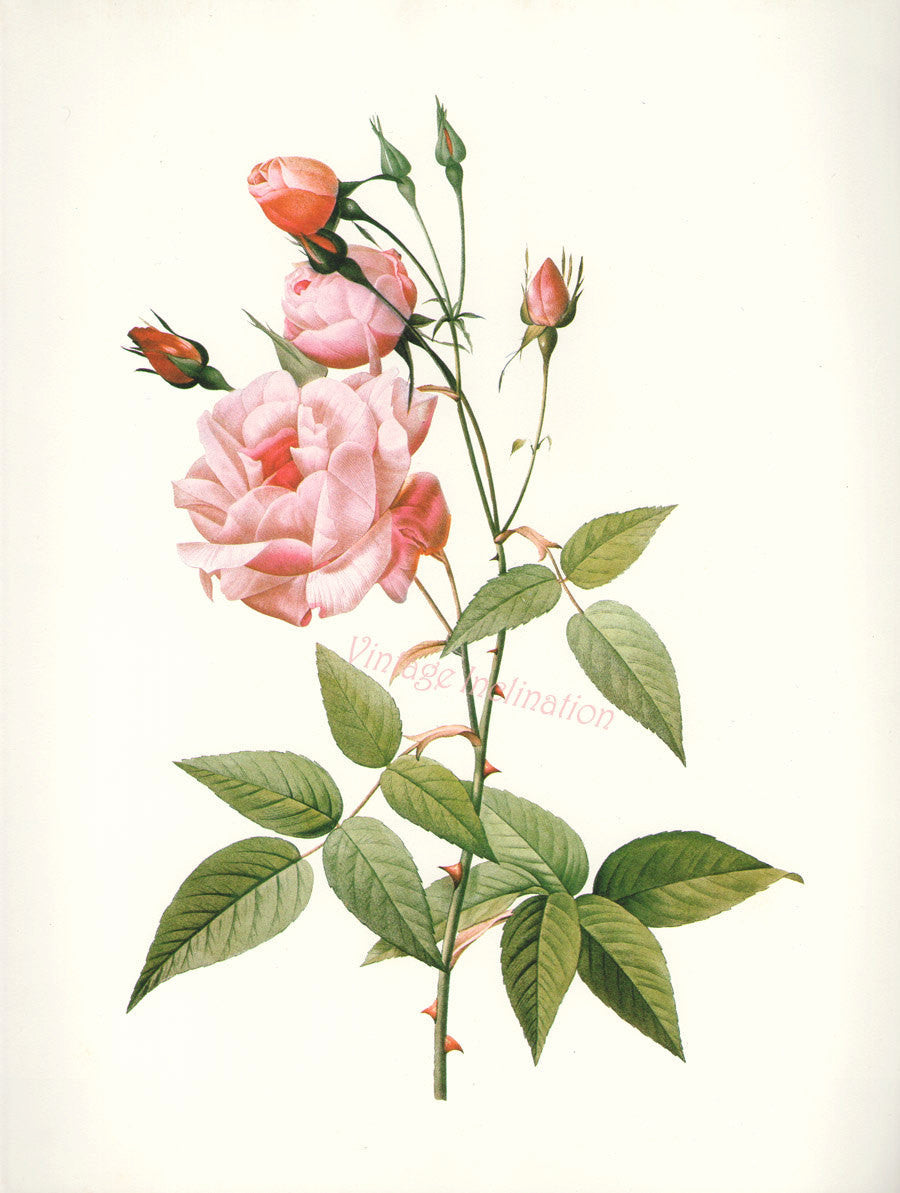Essential Oil Blend Seductive (Rose Clove)