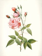 Essential Oil Blend Seductive (Rose Clove)