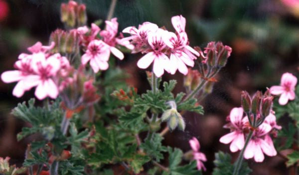 Essential Oil - Rose Geranium