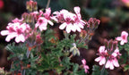 Essential Oil - Rose Geranium